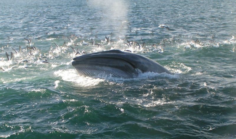 Whale and Dolphin Spotting In Auckland