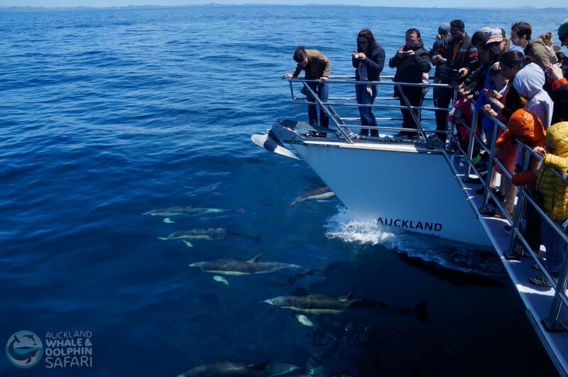 Whale and Dolphin Spotting In Auckland