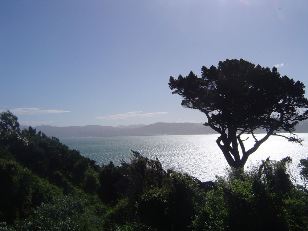 Matiu Somes Island (Credit - Deniece Arthurton)