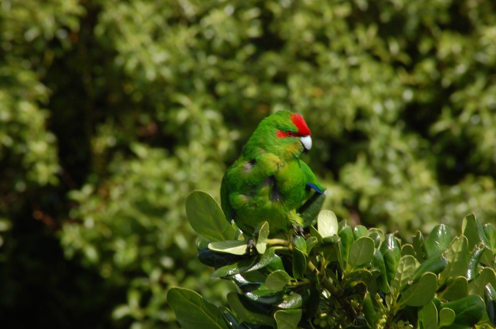 Matiu Somes Island