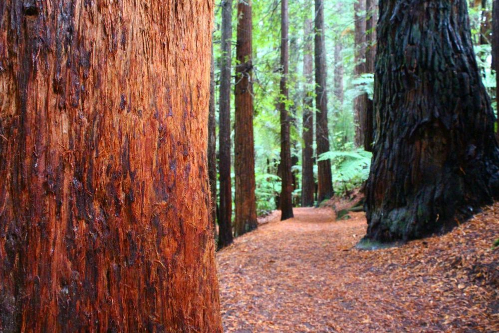 The Redwoods 