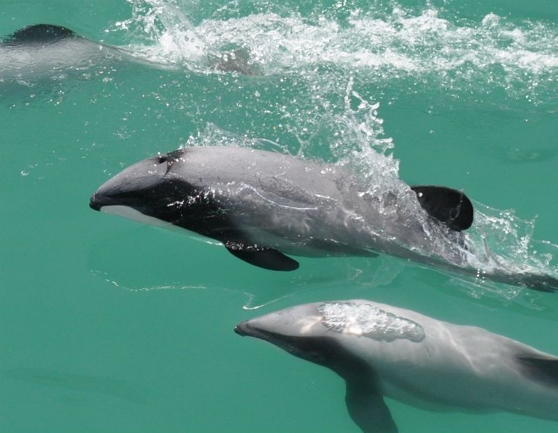 The Wild Side of Akaroa