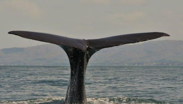 Whale Watching in Kaikoura