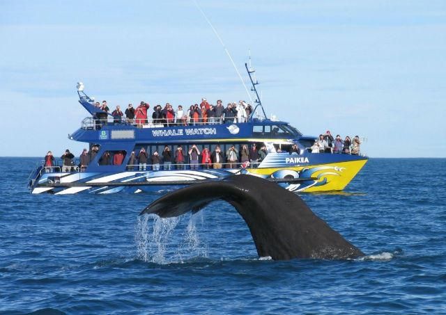 Whale Watching in Kaikoura