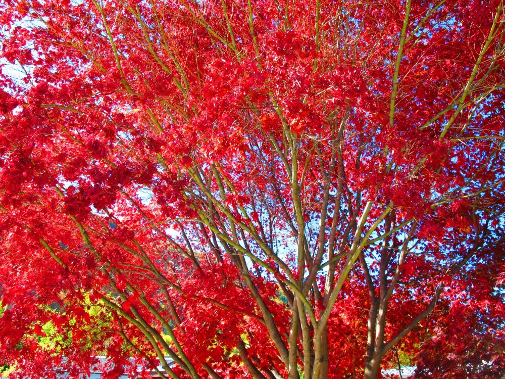 Arrowtown Autumn Festival