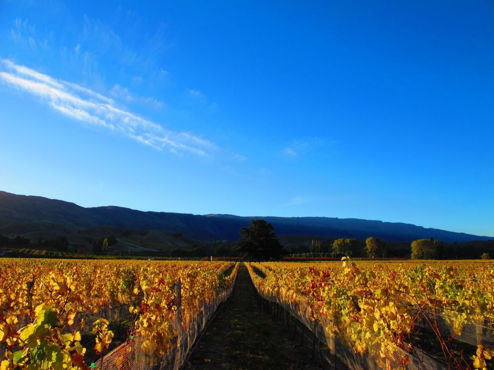 Hidden Secrets of Central Otago's Wine Country