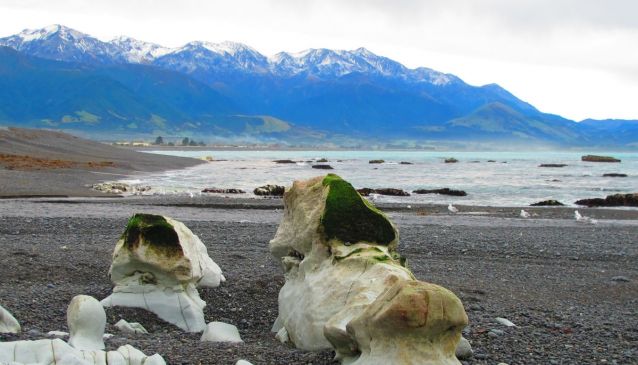 The Charm of Kaikoura