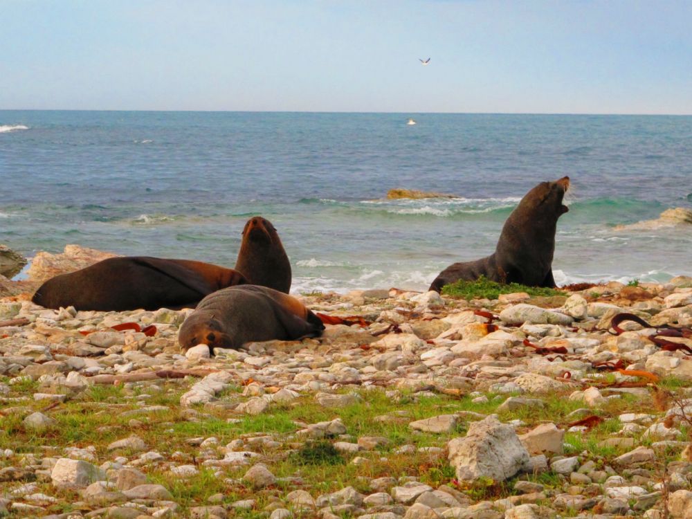 The Charm of Kaikoura