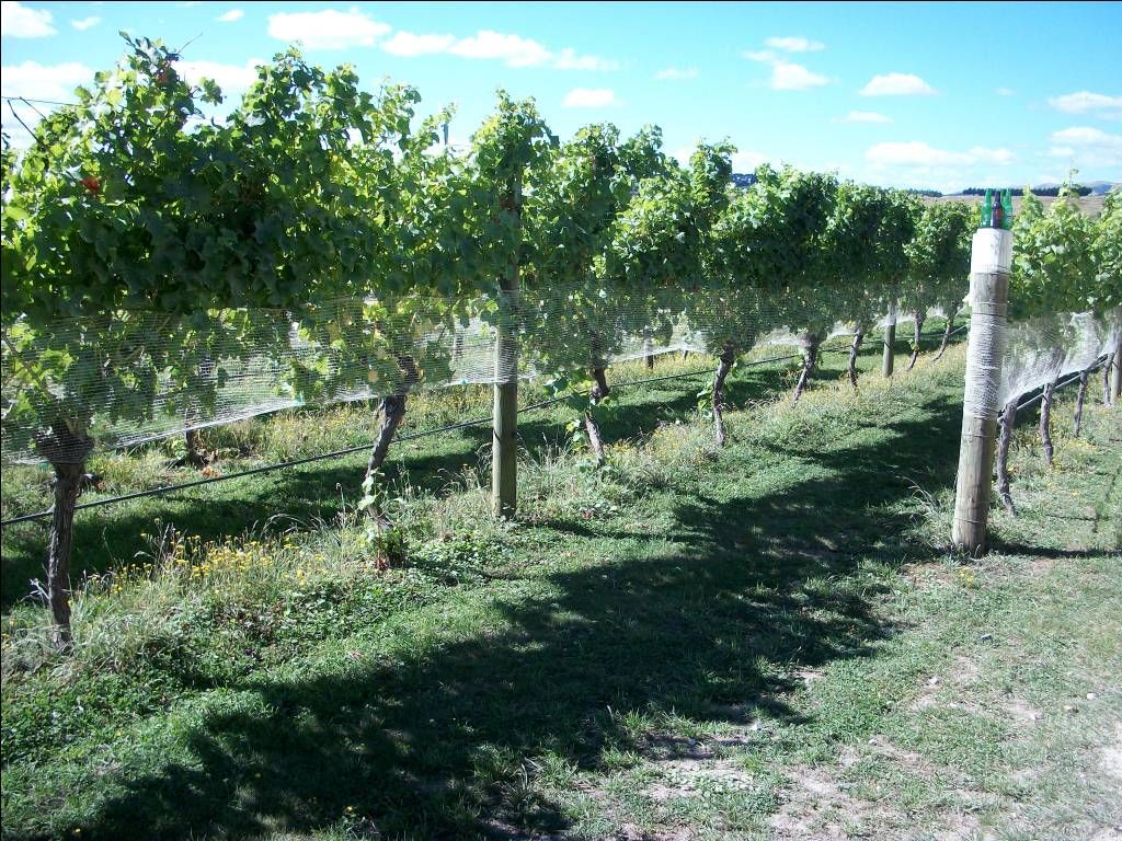 Wine Tasting in Wairarapa