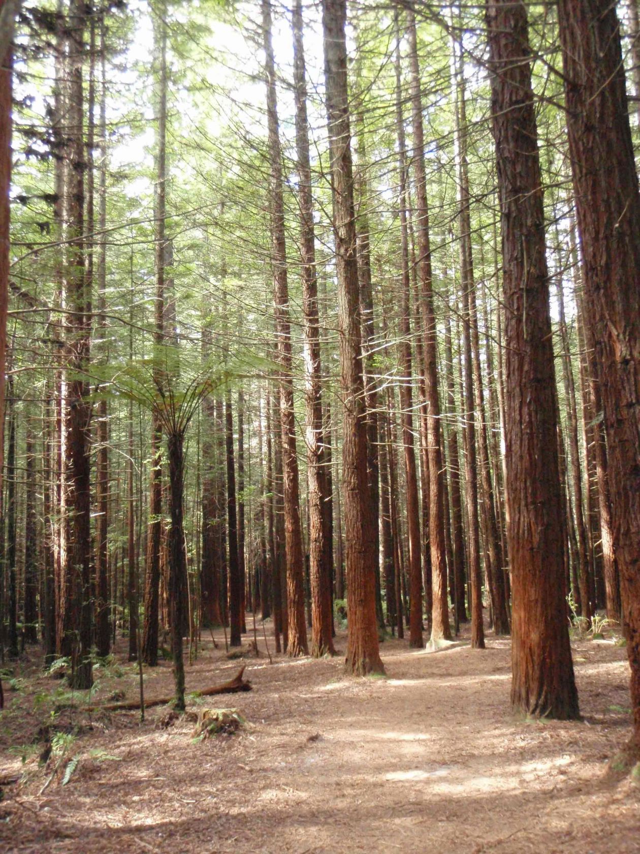 Giant Redwoods and Muddy Trails in Rotorua