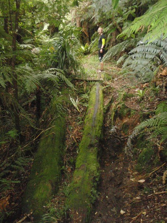 Giant Redwoods and Muddy Trails in Rotorua