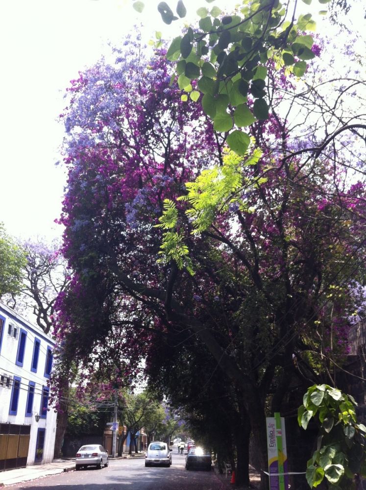 Mexico City's Magical Neighborhoods: Coyoacan