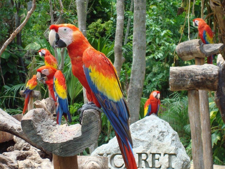 Guacamayas at Xcaret