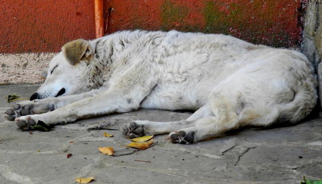 The 'Dog Whisperer' of Atenas