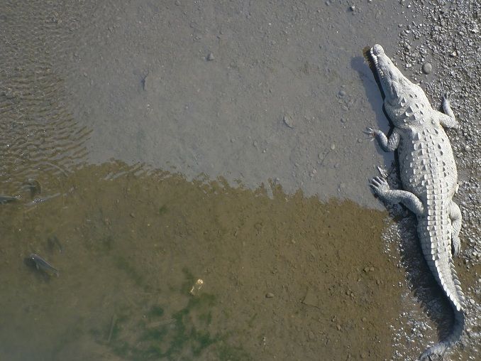 A Costa Rican croc