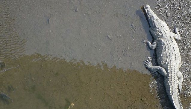 The Crocs of Costa Rica