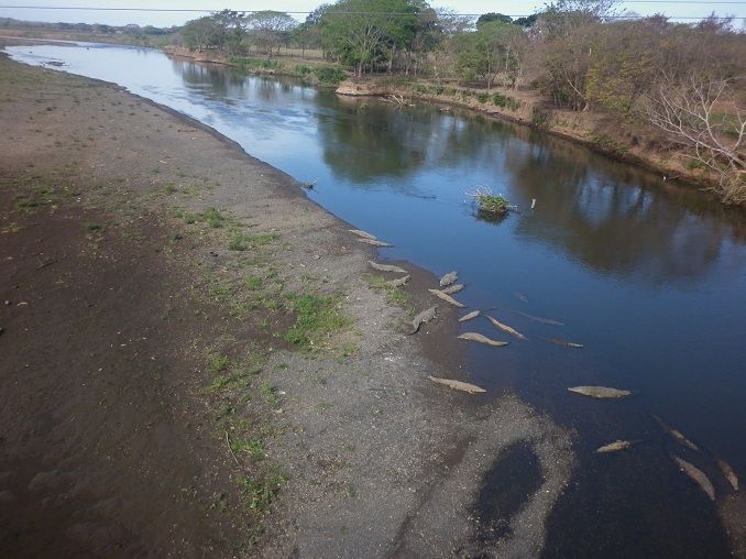 The Crocs of Costa Rica