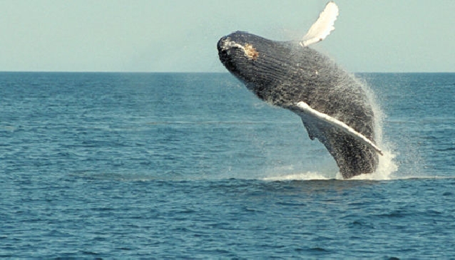 A Whale of a Time in Costa Rica