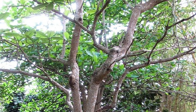 Into the Wild in Barbados