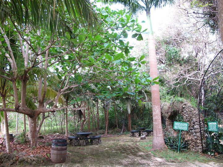 Into the Wild in Barbados