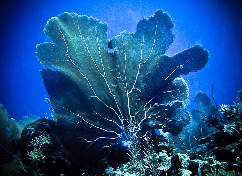 Diving La Parguera