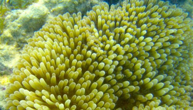 Puerto Rico Diving Sites