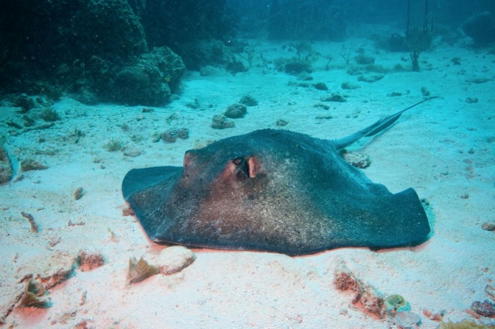 Puerto Rico Diving Sites