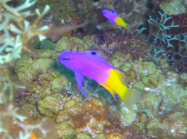 Puerto Rico Diving Sites