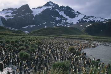 South Georgia and the South Sandwich Islands