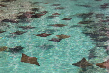 Stingray City