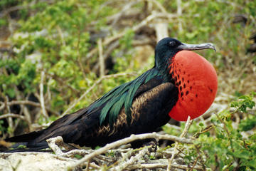 Frigate Bird Sanctuary