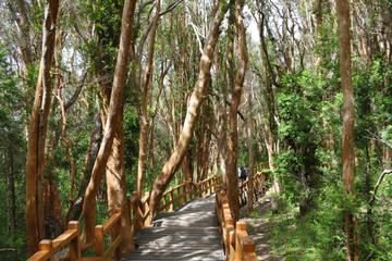 Bosque de Arrayanes