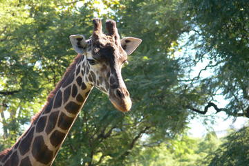 Buenos Aires Zoo