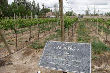 Navarro Correa Winery