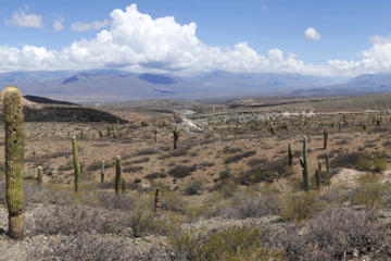 Los Cardones National Park