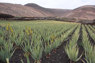 Aruba Aloe Factory & Museum