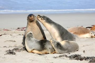 Kangaroo Island