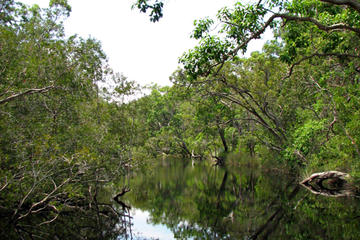 Noosa Everglades