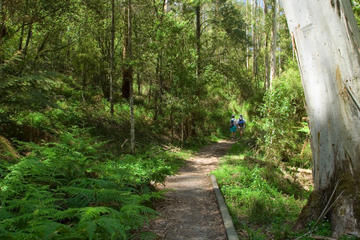 Dandenongs