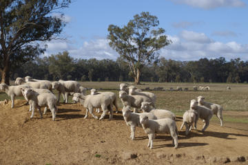 Tobruk Sheep Station