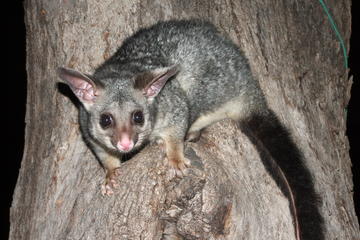 Cairns Night Zoo