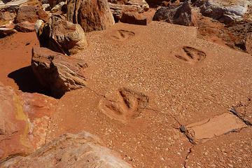 Dinosaur Footprints