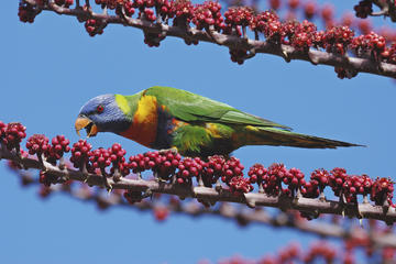 Atherton Tablelands