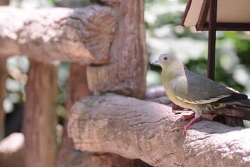 Cairns Wildlife Dome