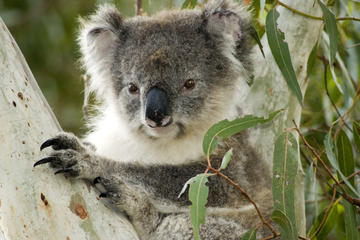 Hanson Bay Wildlife Sanctuary