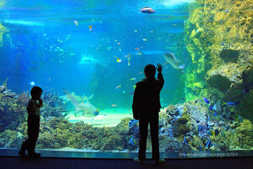 SEA LIFE Sydney Aquarium