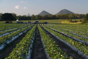 Sunny Ridge Strawberry Farm