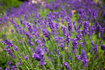 Ashcombe Maze & Lavender Garden