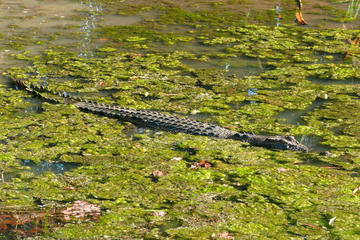 Mary River Wetlands