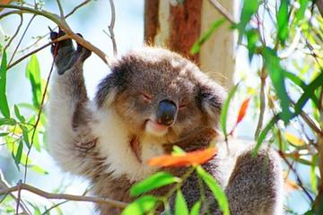 Melbourne Zoo